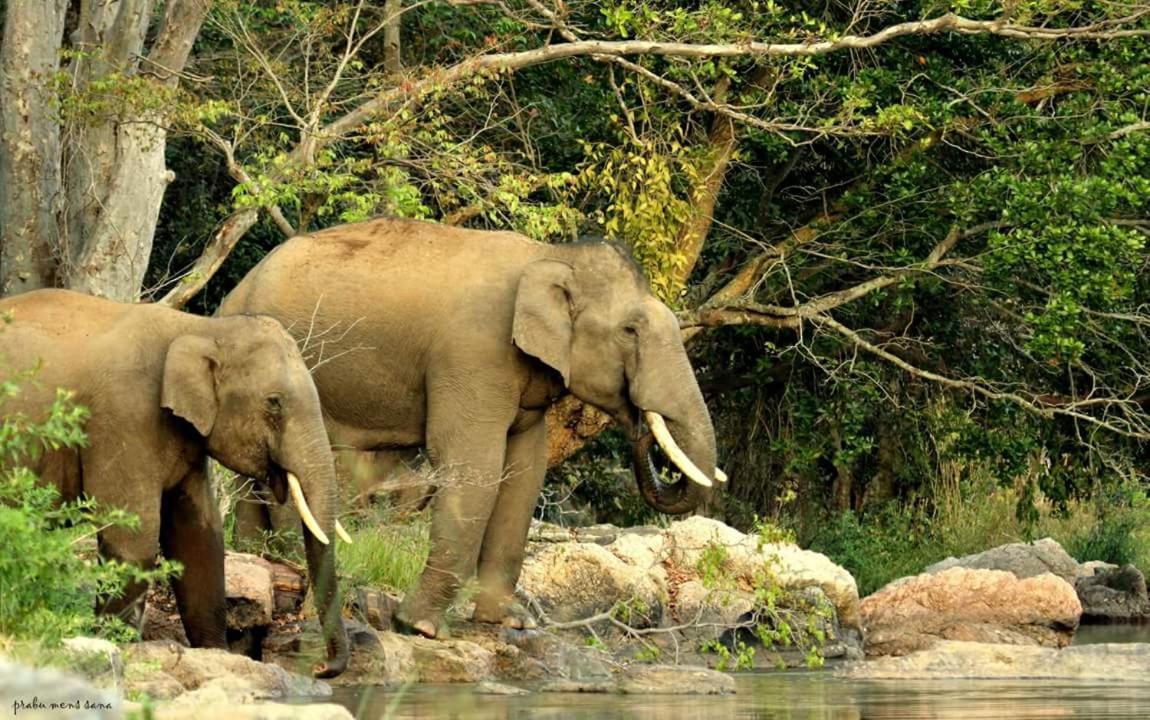 Kerala Wild Stay Kanthalloor Exterior foto